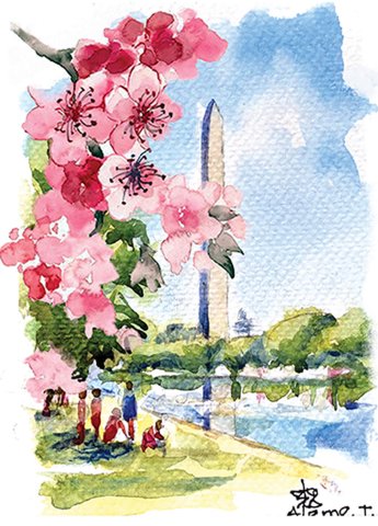 Wash Monument Cherry Blossoms